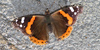 Vanessa atalanta