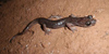 Geotritone imperiale