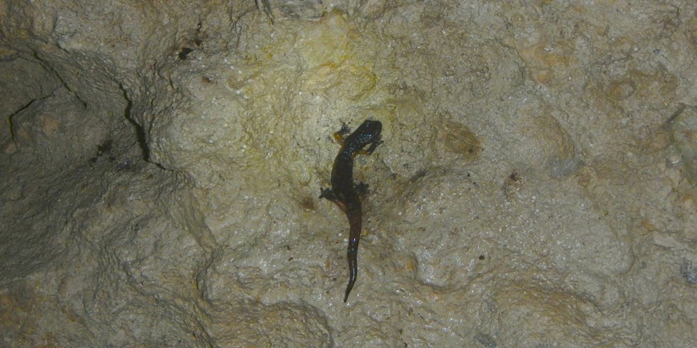 Geotritone italiano (Speleomantes italicus)