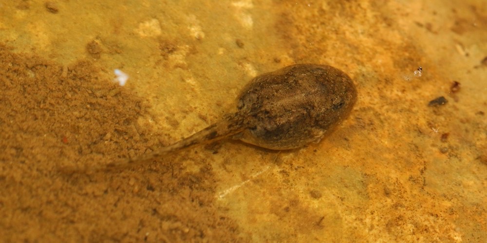 Pelodite punteggiato (Pelodytes punctatus)