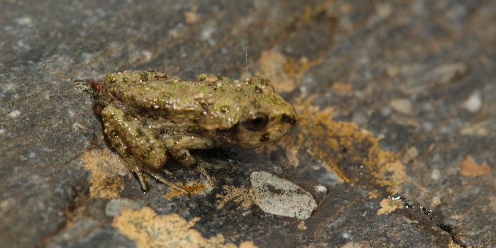 Pelodite punteggiato (Pelodytes punctatus)
