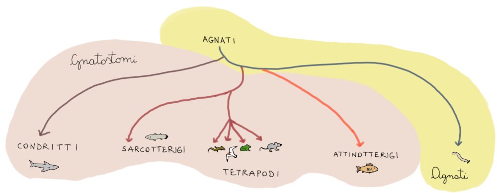 Mappa filogenetica teleostei