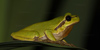 Raganella europea (Hyla arborea), adulto d.