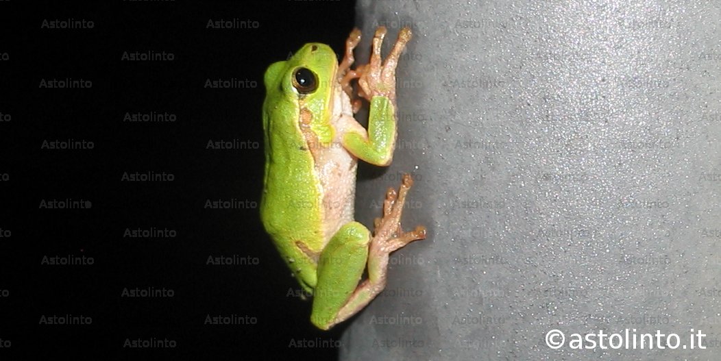 Raganella italiana (Hyla intermedia)