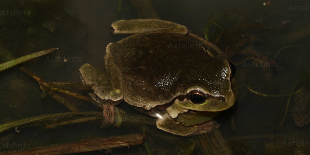Raganella italiana (Hyla intermedia)
