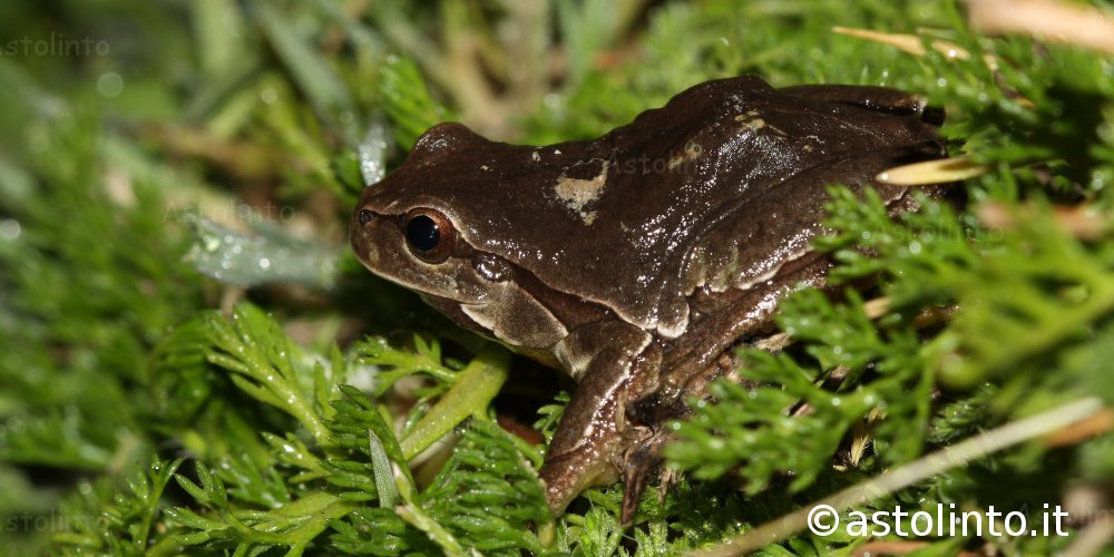 Raganella italiana (Hyla intermedia)