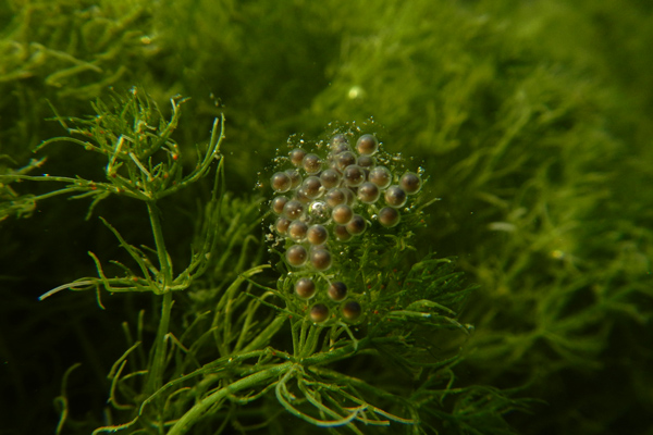 Raganella italiana (Hyla intermedia)