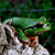 Hyla: