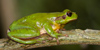 Raganella mediterranea (Hyla meridionalis), adulto, d.