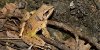 Rana agile (Rana dalmatina), foto dell'adulto