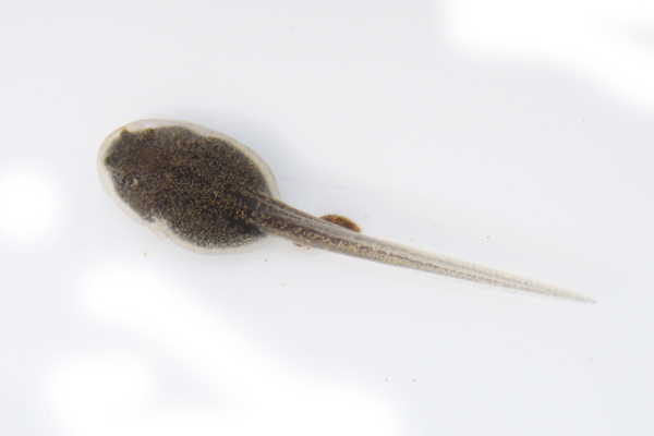 Rana appenninica (Rana italica)