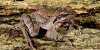 Rana di Lataste (Rana latastei), d