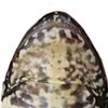 Rana:
