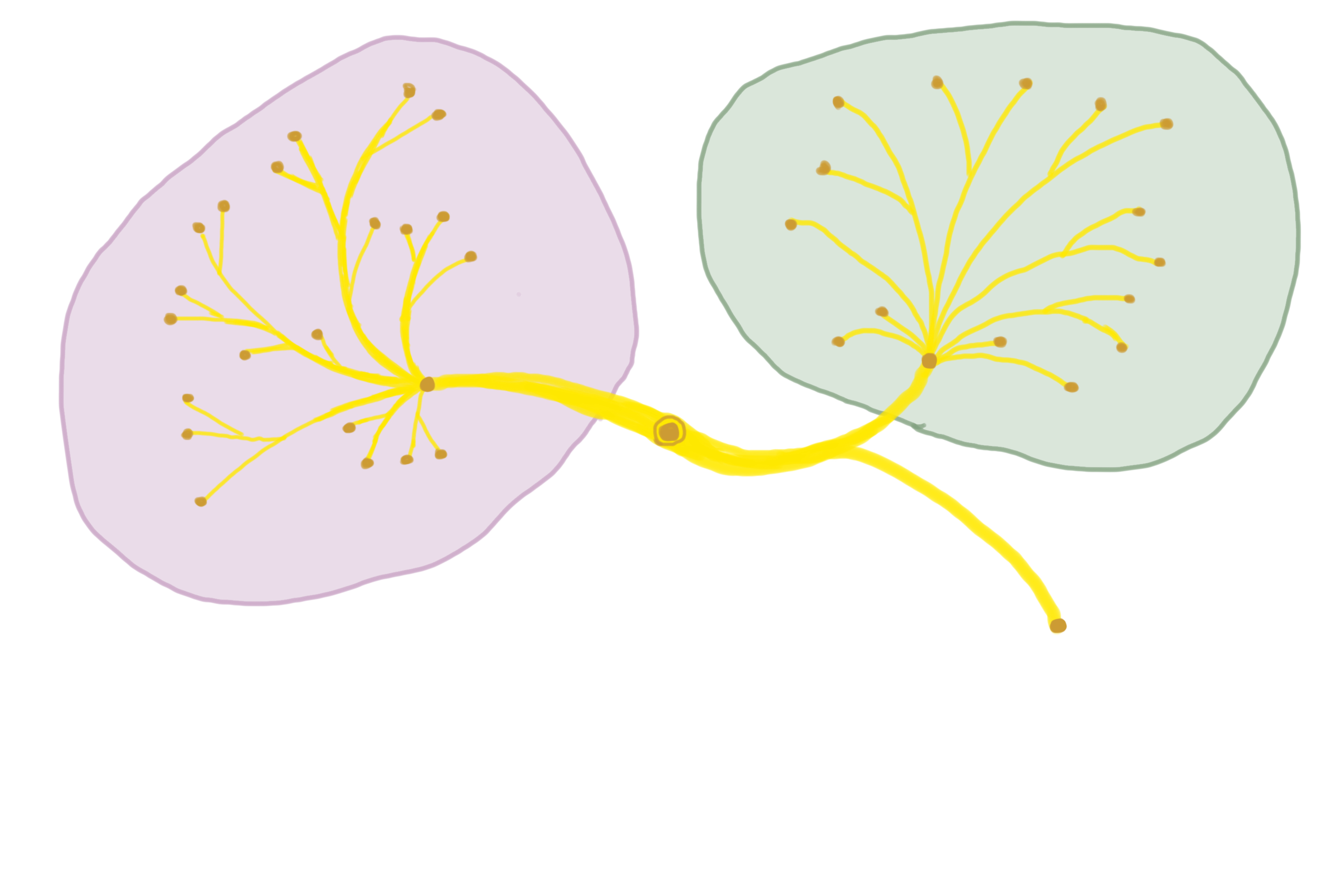 Mappa distribuzione rospi europei