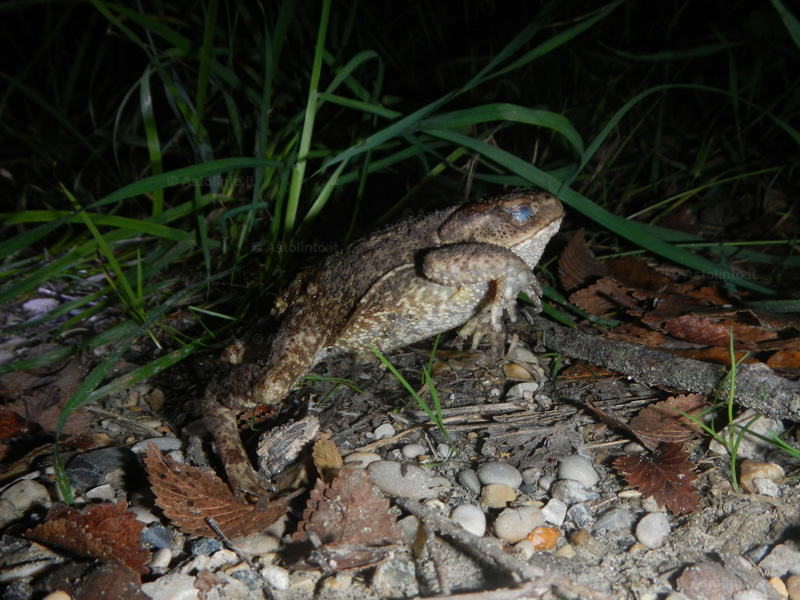 Rospo comune (Bufo bufo)
