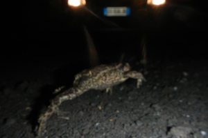 Rospo comune (Bufo bufo)