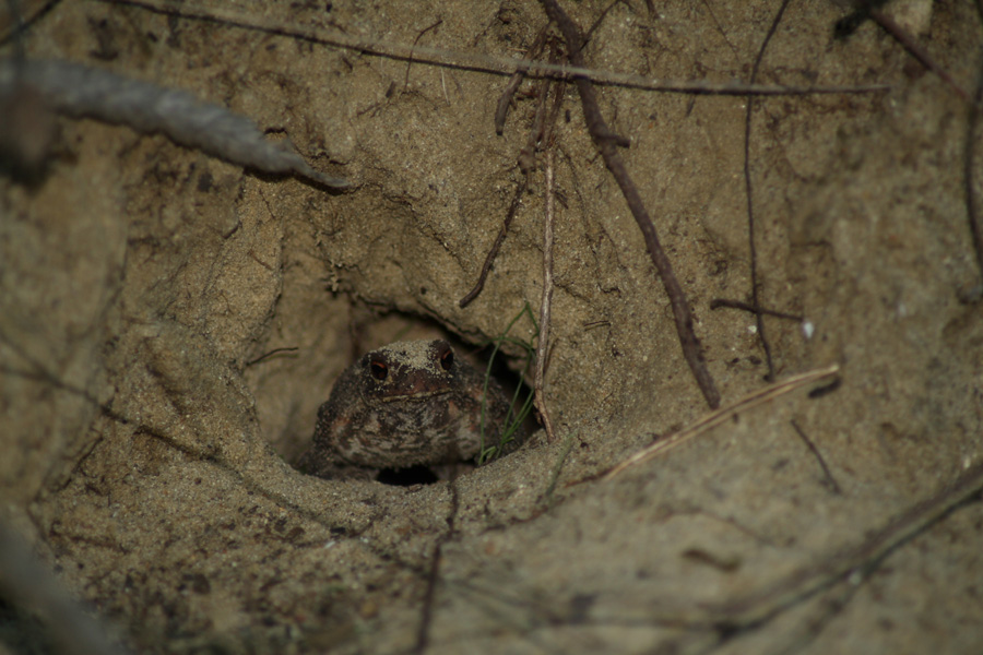 Rospo comune (Bufo bufo)