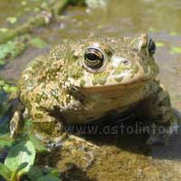 Bufo, Bufotes, Pseudepidalea: