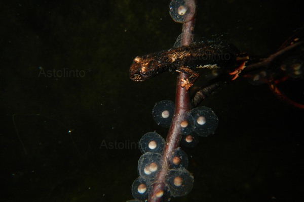 Salamandrina settentrionale (Salamandrina perspicillata)