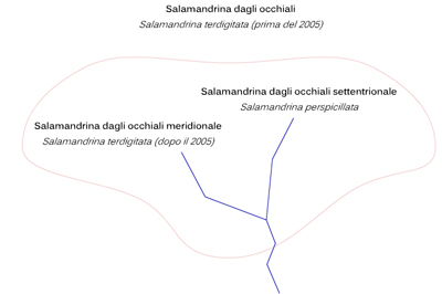 Genere Salamandrina