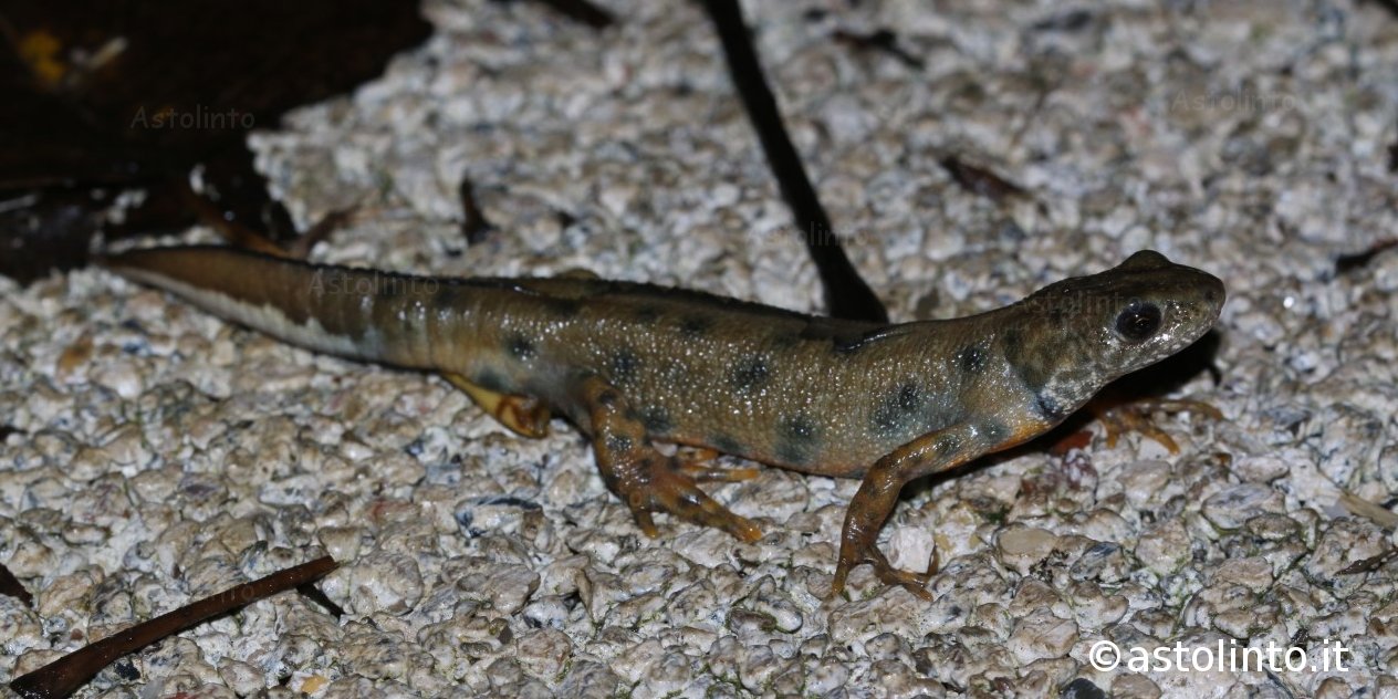 Tritone crestato italiano (Triturus carnifex)