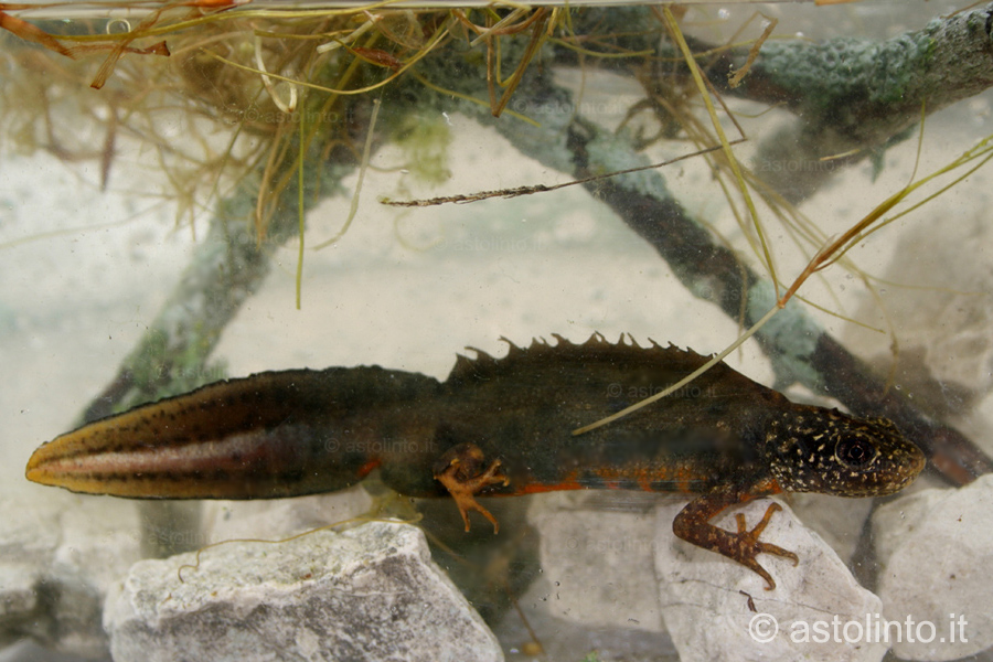 Tritone crestato italiano (Triturus carnifex)