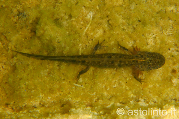 Tritone crestato italiano (Triturus carnifex)