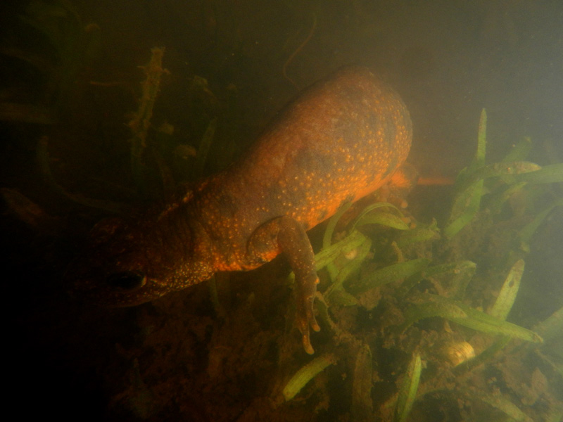 Tritone crestato italiano (Triturus carnifex)