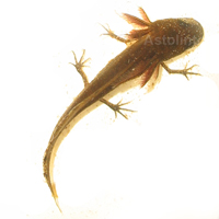 Tritone crestato italiano (Triturus carnifex)