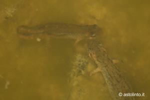 Corteggiamento Lissotriton italicus.