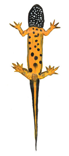 Amphibians, newt paint