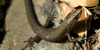 Algyroides fitzingeri