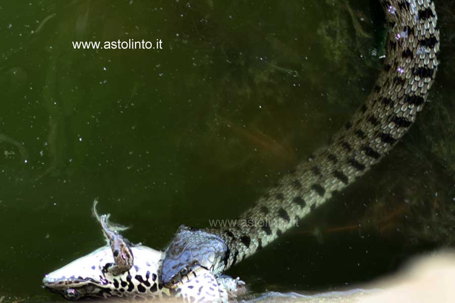 Biscia dal collare occidentale (Natrix helvetica)