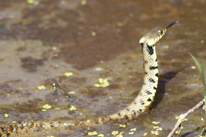 Biscia dal collare occidentale (Natrix helvetica)