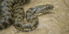 Biscia tassellata