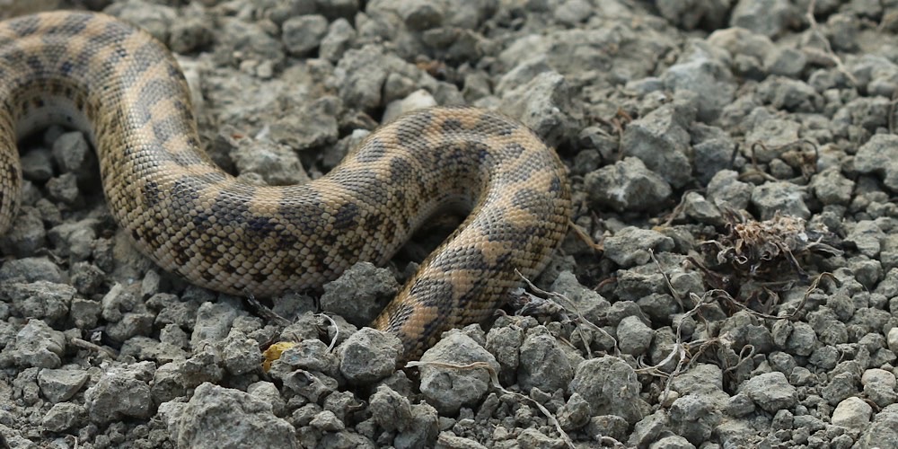 Boa delle sabbie (Eryx jaculus)