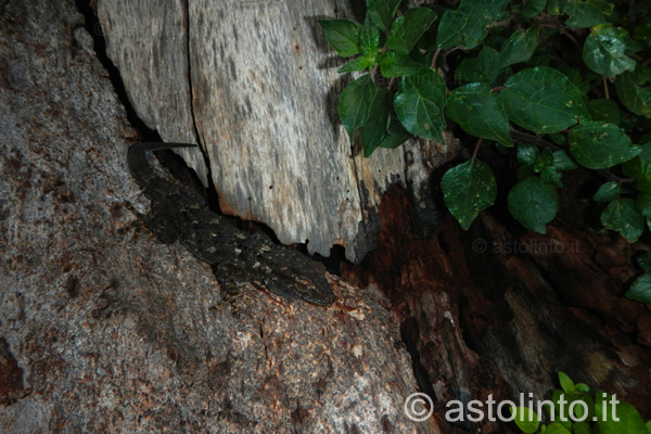 Geco comune (Tarentola mauritanica), prima foto.