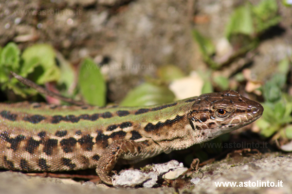 Lucertola campestre (Podarcis siculus)