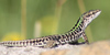Foto della Lucertola campestre