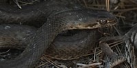 Malpolon orientale