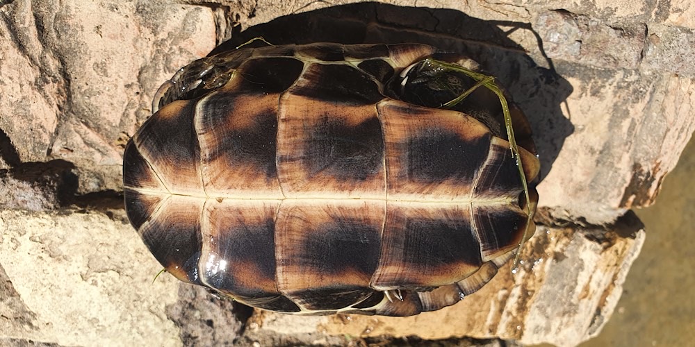 Tartaruga cinese tricarinata (Mauremys reevesii)