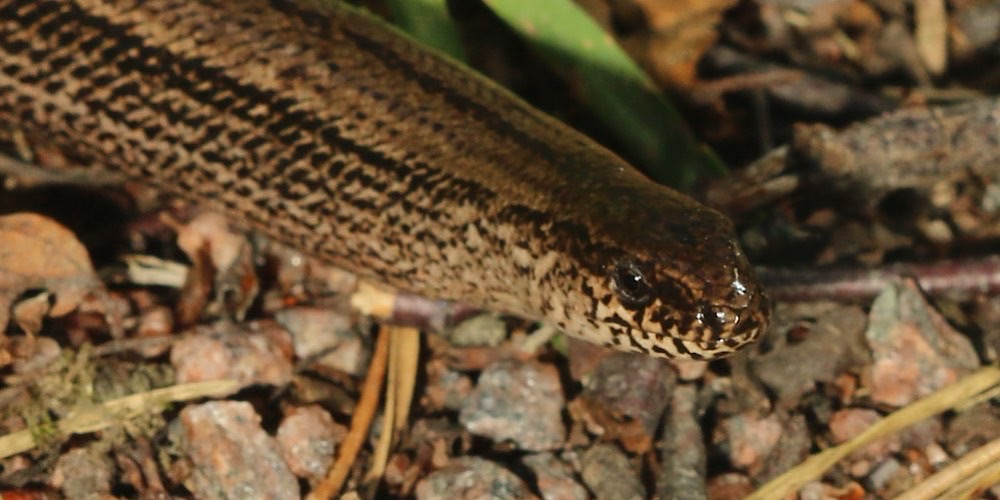 Orbettino europeo (Anguis fragilis)