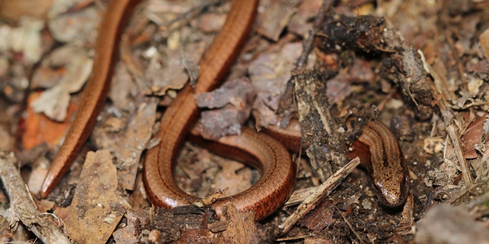 Orbettino europeo (Anguis fragilis)