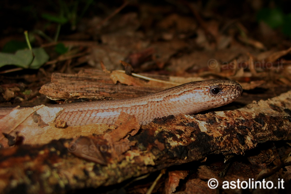 Orbettino italiano (Anguis veronensis)