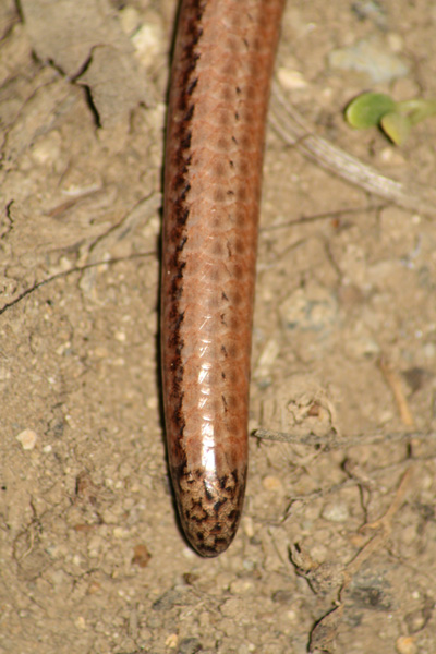 Orbettino italiano (Anguis veronensis)