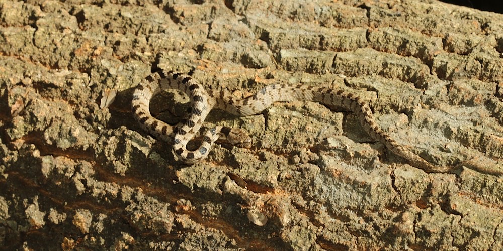 Serpente gatto (Telescopus fallax)