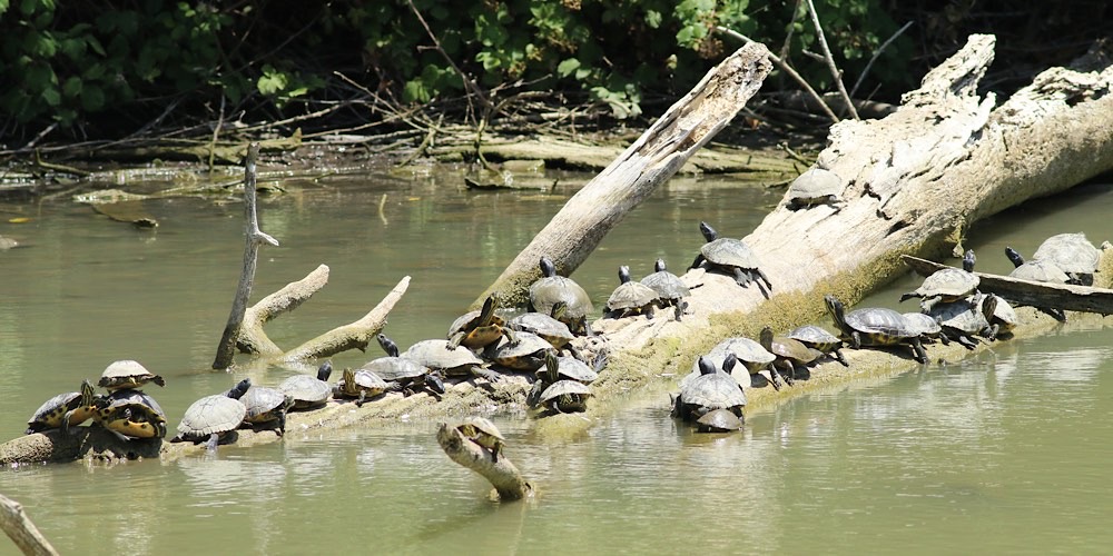 Tartaruga americana (Trachemys scripta)