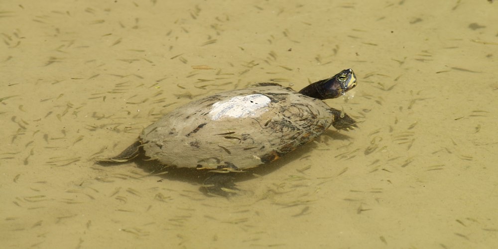 Tartaruga americana (Trachemys scripta)