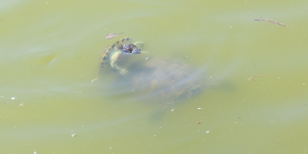 Tartaruga americana (Trachemys scripta)