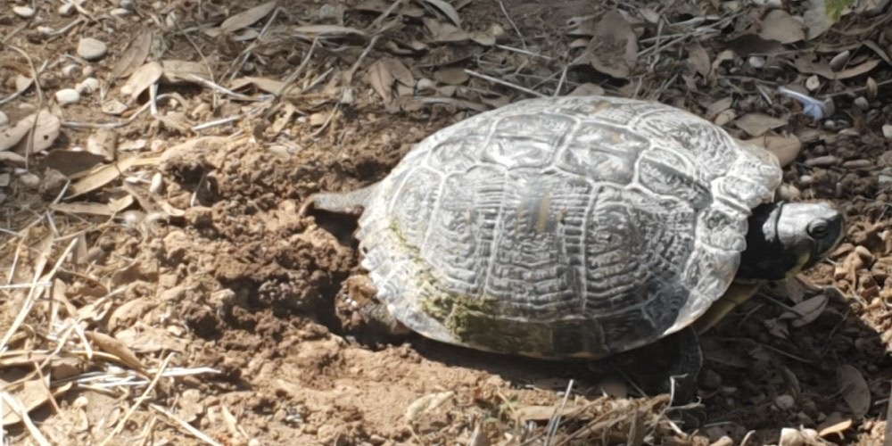 Tartaruga americana (Trachemys scripta)